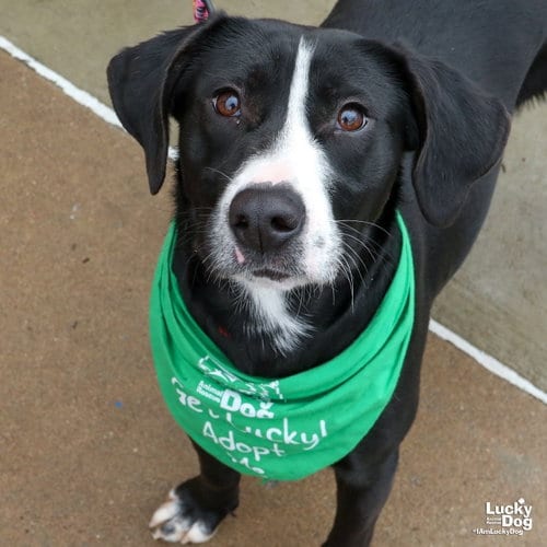 Photo of Hassie, adoptable Labrador Retriever in Washington, District of Columbia