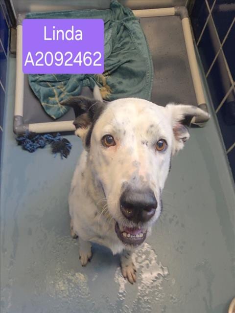 Photo of Linda, adoptable Dalmatian in Houston, Texas