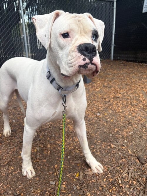 Photo of Cincy - Argentina, adoptable Boxer in Monticello, New Jersey