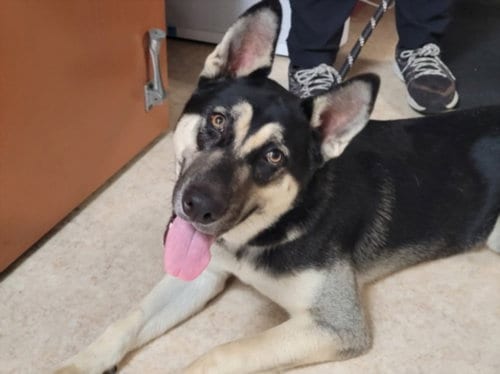 Photo of Mavis, adoptable German Shepherd Dog in San Pedro, California