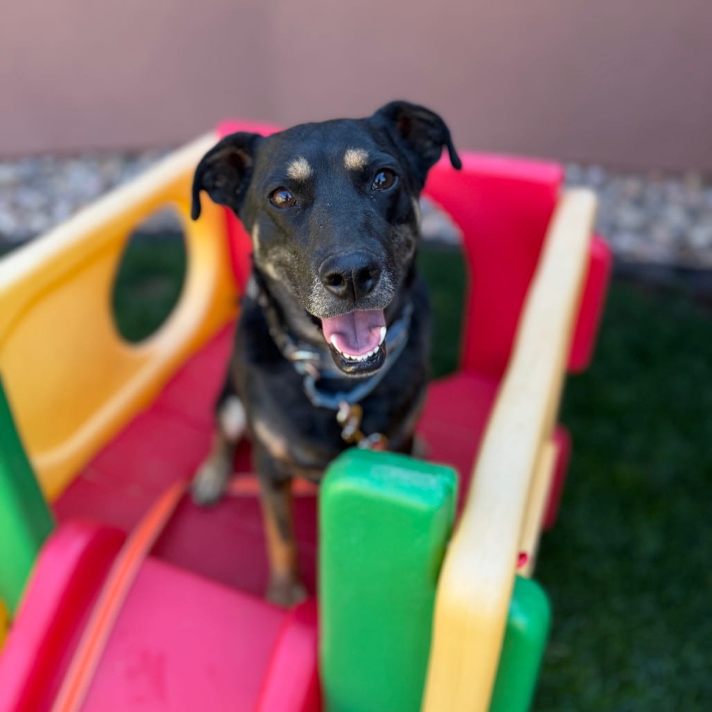 Photo of Clyde, adoptable Shepherd / Mix in Kanab, Utah