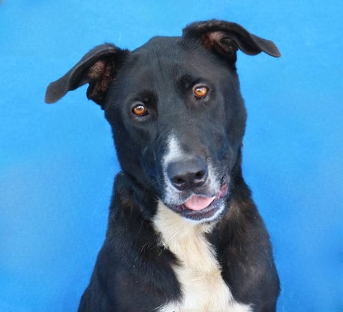 Photo of Oreo, adoptable Labrador Retriever in Pasadena, California
