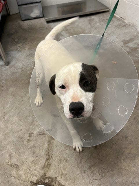 Photo of Princess, adoptable Border Collie in San Andreas, California