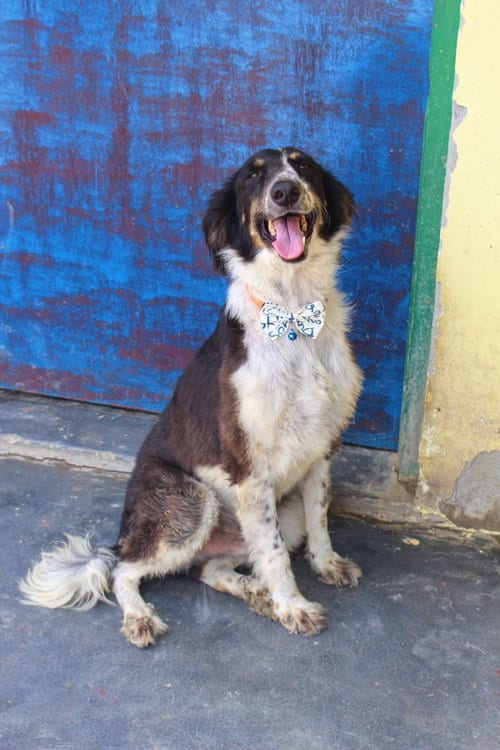 Photo of Mowgli, adoptable Unknown breed (medium coat) in Brooklyn, New York