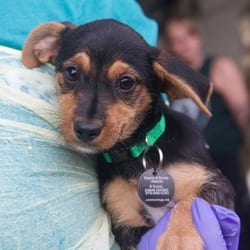 Photo of Lane, adoptable Chihuahua Mixed Breed (Small) in New York, New York