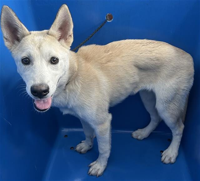 Photo of Sabrina, adoptable Mixed Breed