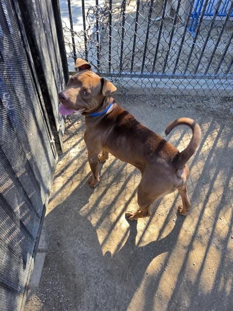 Photo of Count Chocula, adoptable Pit Bull Terrier in Riverside, California
