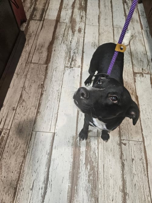 Photo of Bunny, adoptable American Staffordshire Terrier in San Diego, California