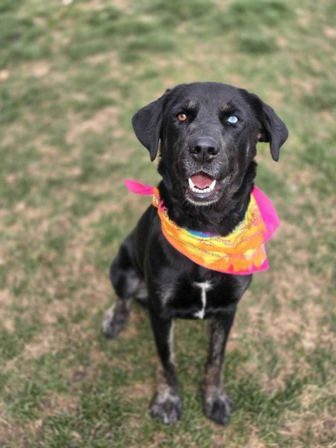 Photo of Trixie, adoptable Labrador Retriever in Ogden, Utah