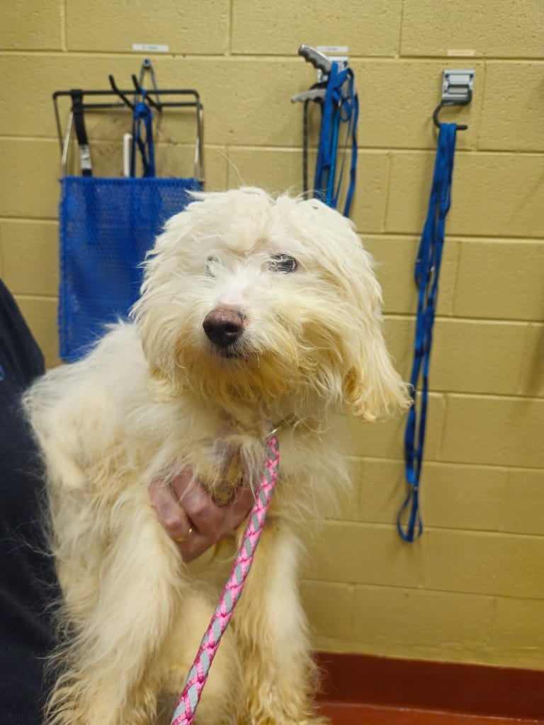 Photo of Found Animal 391, adoptable Poodle in Douglasville, Georgia