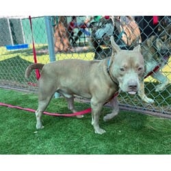 Photo of Carmelo, adoptable American Pit Bull Terrier in San Bernardino, California
