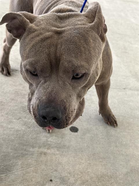 Photo of Big Boy, adoptable Pit Bull Terrier in Miami, Florida