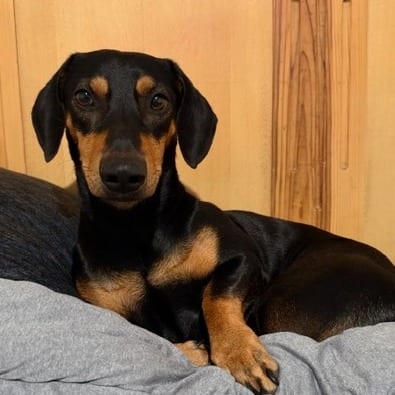 Photo of Charlie, adoptable Dachshund in San Antonio, Texas