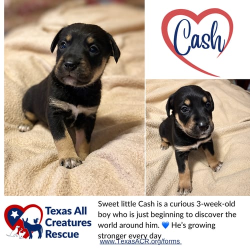 Photo of Cash, adoptable Terrier in Lillian, Texas