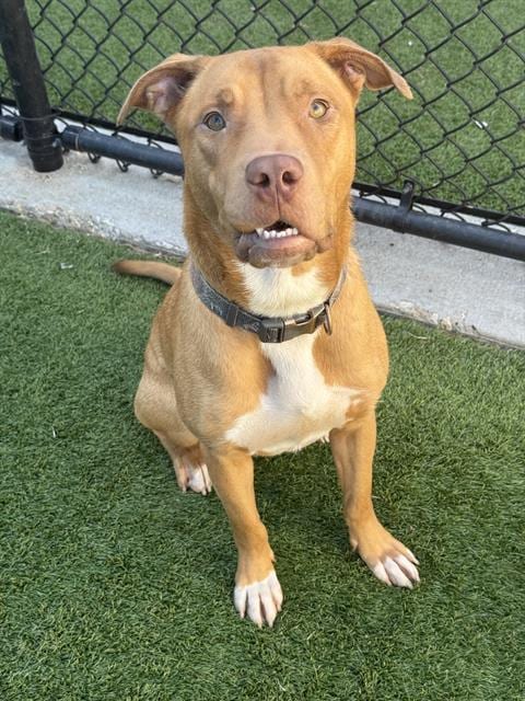 Photo of Rudy, adoptable Mixed Breed