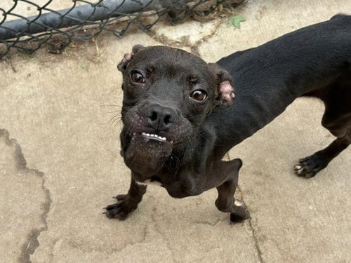 Photo of Tommy, adoptable Pit Bull Terrier in Tulsa, Oklahoma