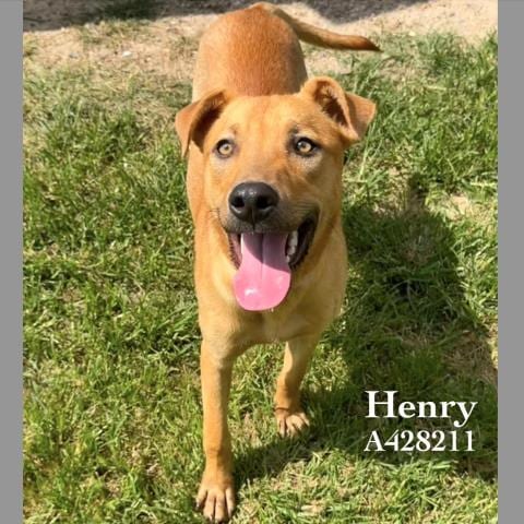 Photo of Henry, adoptable Labrador Retriever in Conroe, Texas