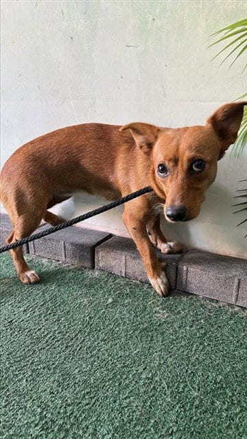 Photo of Pasilla, adoptable Chihuahua in Baldwin Park, California