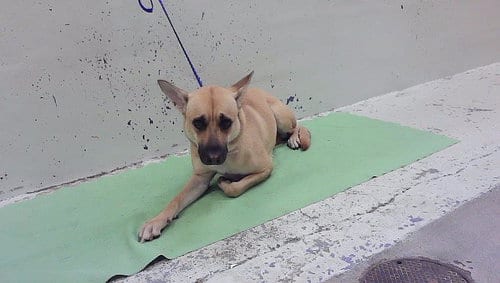 Photo of Josie, adoptable German Shepherd Dog in Houston, Texas