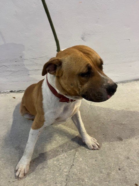 Photo of Curly, adoptable American Pit Bull Terrier in Miami, Florida