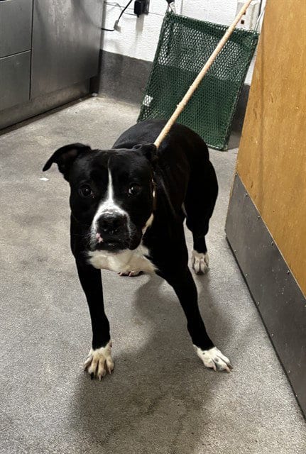 Photo of Johann, adoptable Boxer in Forestville, Maryland