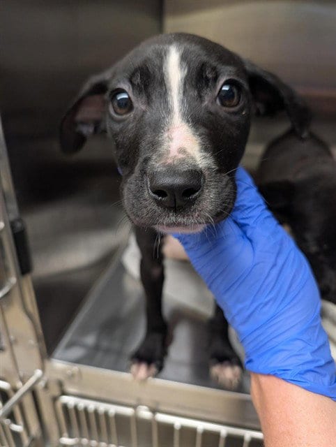 Photo of A199549, adoptable Pit Bull Terrier in Fremont, California