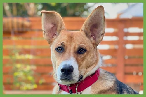 Photo of Bowie, adoptable German Shepherd Dog in Amherst, Massachusetts