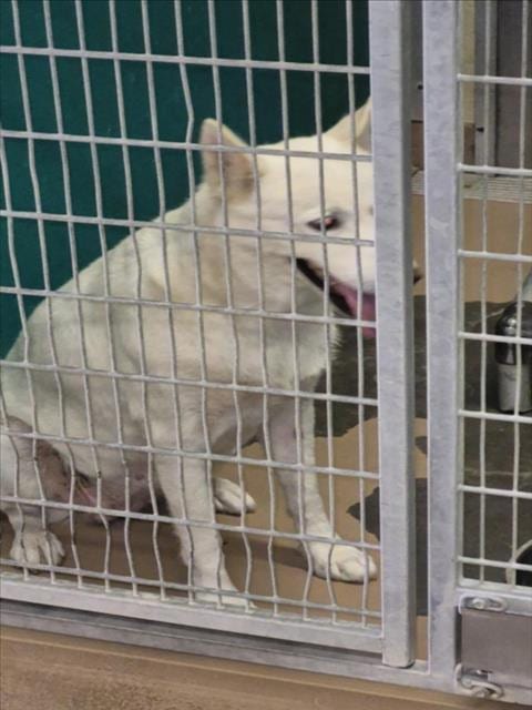 Photo of Pawdrey Hepburn, adoptable Husky in Texas City, Texas