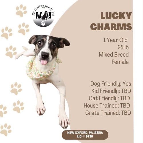 Photo of Lucky Charms, adoptable Jack Russell Terrier in New Oxford, Pennsylvania