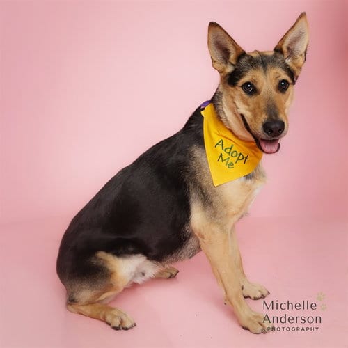 Photo of Thalia, adoptable German Shepherd Dog in Corona, California