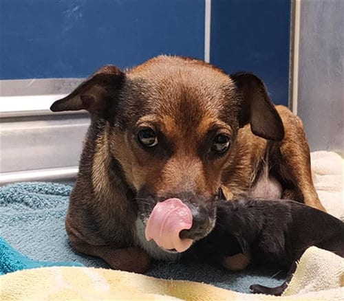 Photo of Princess, adoptable Chihuahua in Conroe, Texas