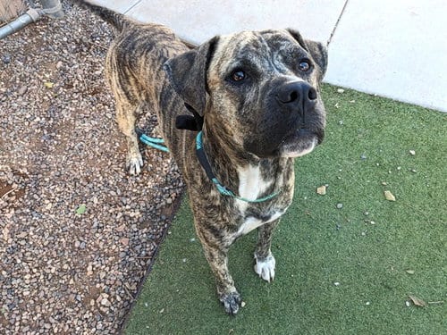 Photo of Ciao, adoptable Black Mouth Cur in Phoenix, Arizona