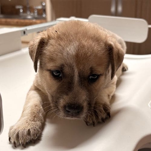 Photo of Chloe, adoptable Terrier in Dallas, Texas