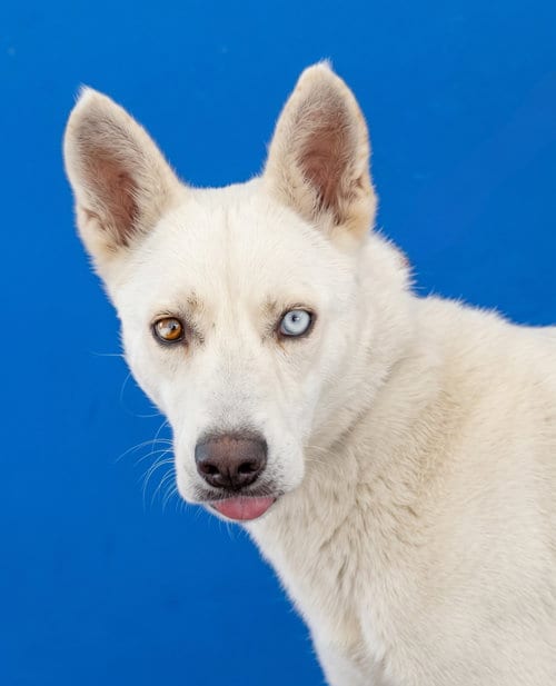 Photo of Kobe, adoptable German Shepherd Dog in Pasadena, California