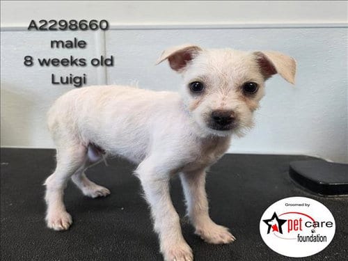 Photo of Luigi, adoptable Chihuahua in Los Angeles, California