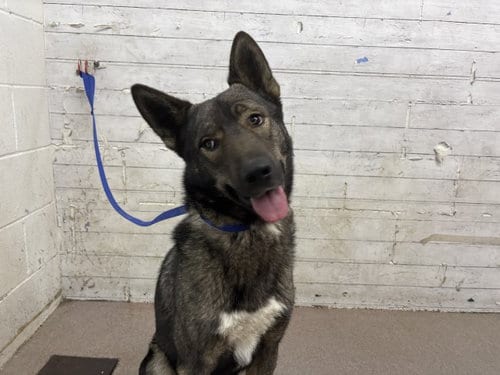 Photo of Angela, adoptable German Shepherd Dog in San Bernardino, California