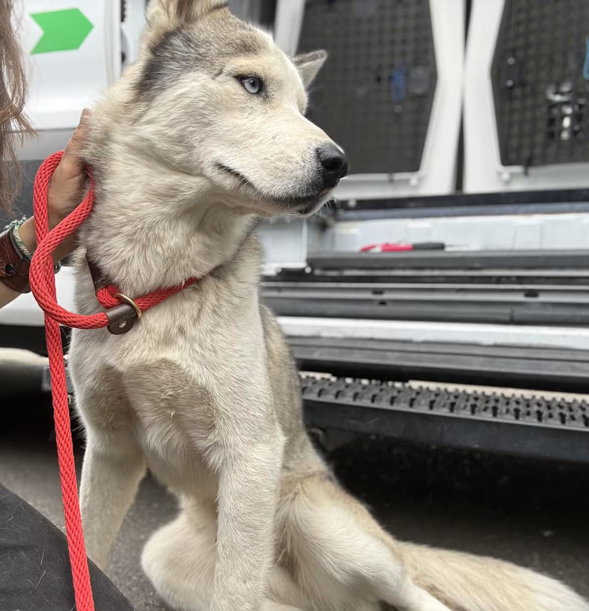 Photo of Apollo, adoptable Husky/Alaskan Malamute in PORTLAND, Oregon