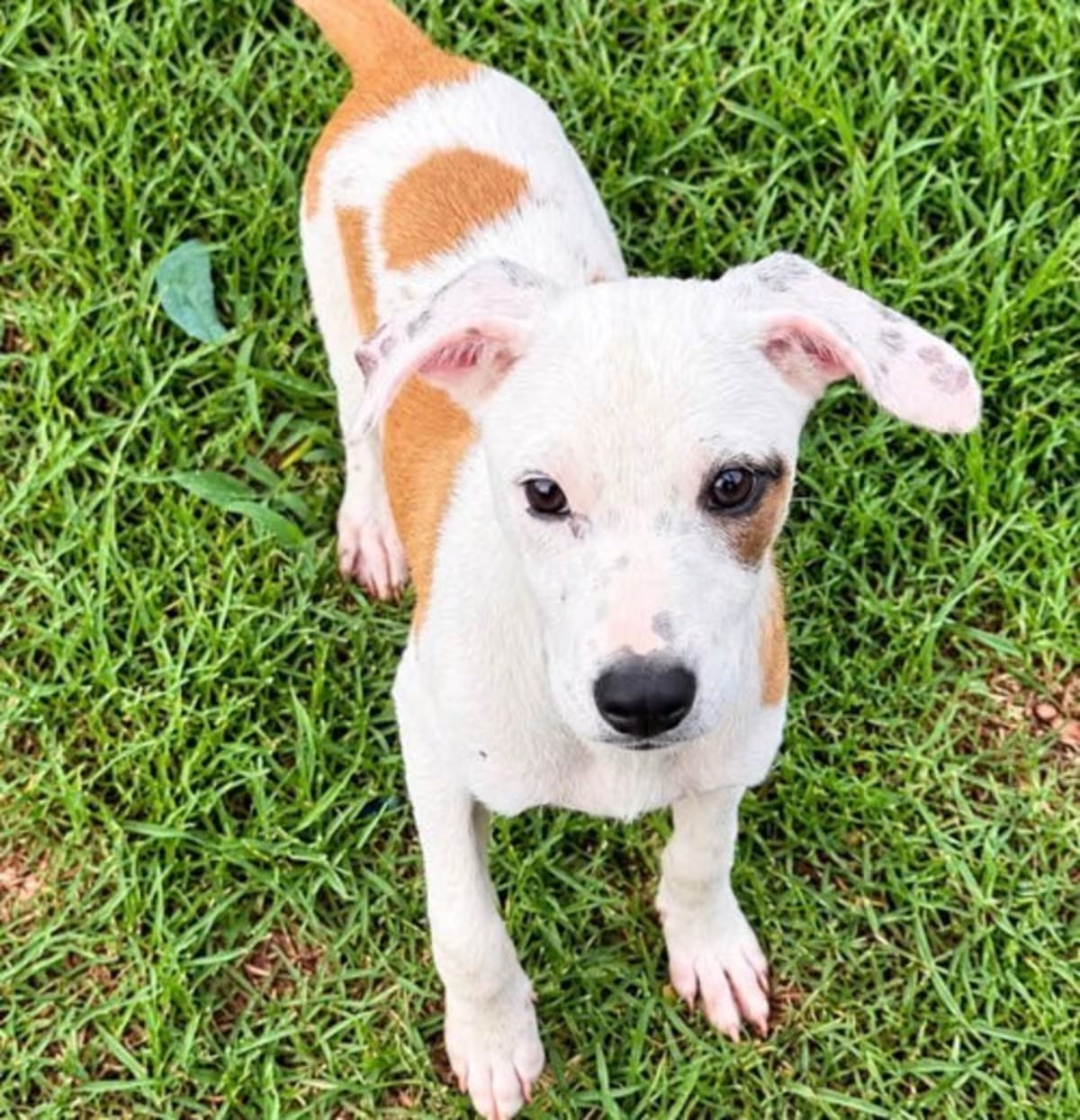 Photo of Sally Sue, adoptable Hound (Unknown Type)/Labrador Retriever in Royal Palm Beach, Florida
