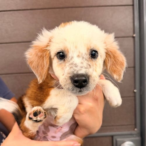 Photo of Quill, adoptable Unknown breed in Rancho Santa Fe, California