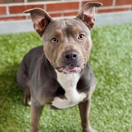 Photo of Vetta, adoptable American Pit Bull Terrier in Edmond, Oklahoma