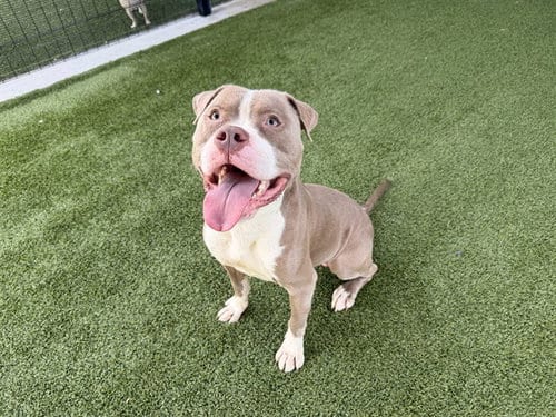 Photo of Goofy, adoptable Pit Bull Terrier in Garland, Texas