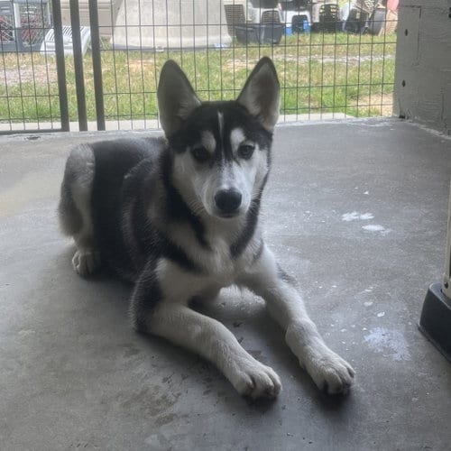 Photo of Jenna, adoptable Siberian Husky in Yardley, Pennsylvania