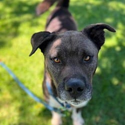 Photo of Augie, adoptable Labrador Retriever Pit Bull Terrier in Ventura, California