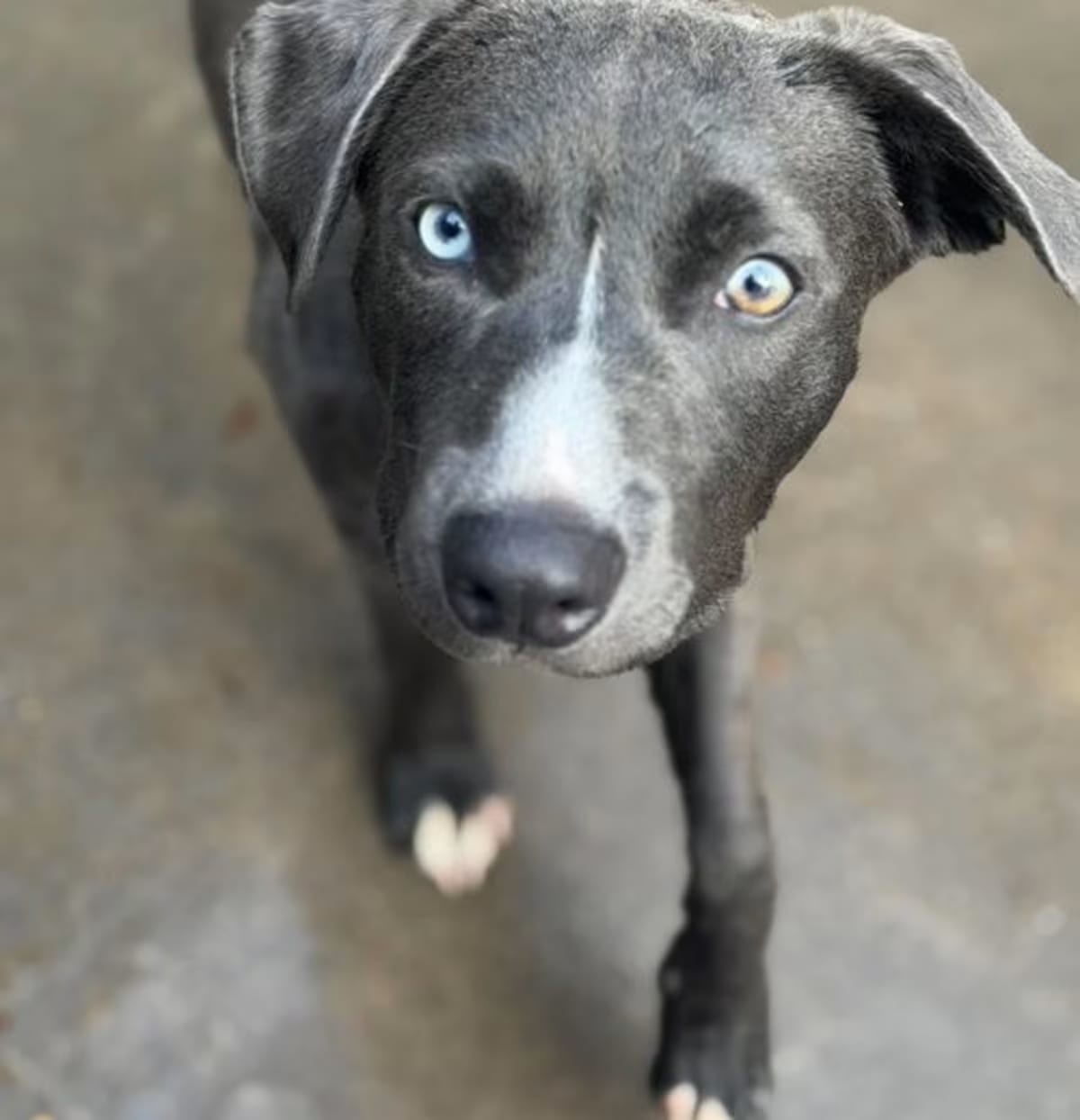 Photo of Faucet, adoptable American Staffordshire Terrier American Pit Bull Terrier in Los Angeles, California