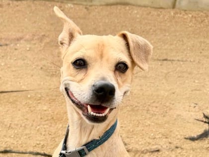 Photo of Amber, adoptable dog in Georgetown, Texas