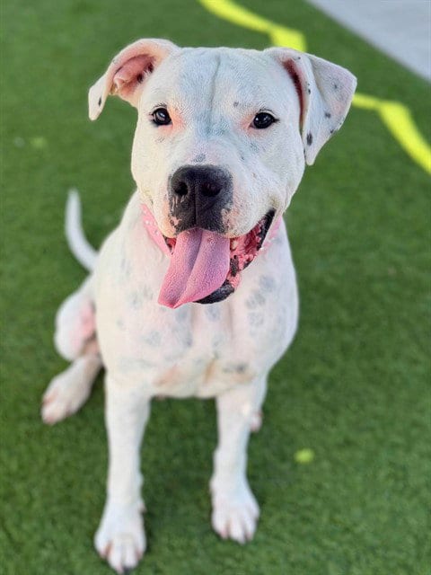 Photo of Shug, adoptable Dogo Argentino in Agoura, California