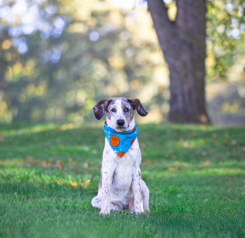 Photo of Hound Mix Pups Boys, adoptable Plott Hound in Unionville, Pennsylvania