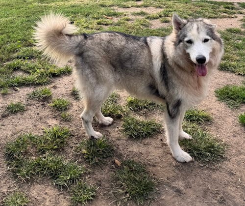 Photo of Chad, adoptable Husky in Kankakee, Illinois