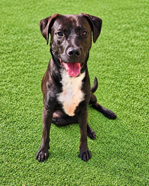 Photo of Mercury- $75, adoptable Labrador Retriever in Rockwall, Texas