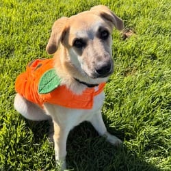 Photo of Jeanette, adoptable Anatolian Shepherd in Santa Maria, California